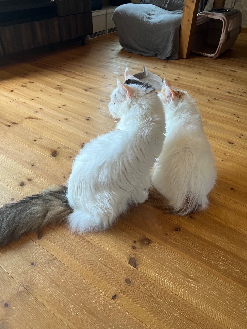 ほたるエッグ さま