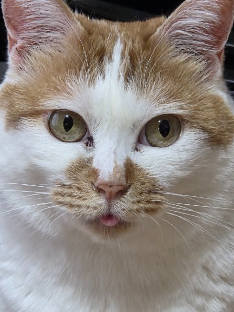 ももぱんだ さま