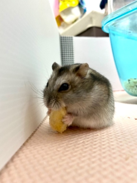 じゃんがりこ さま