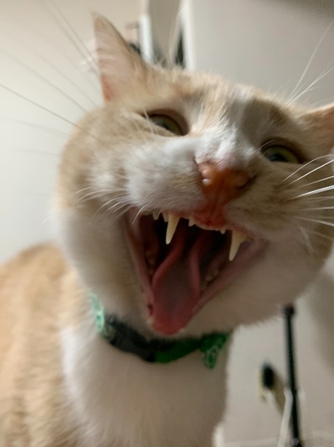 ちくわちゃん さま