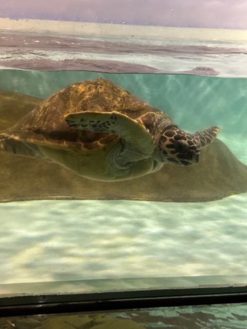 あ〜ちゃん さま