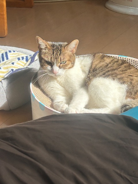 Maxi@スキーヤー さま