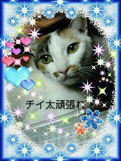 チビ太っ子 さま