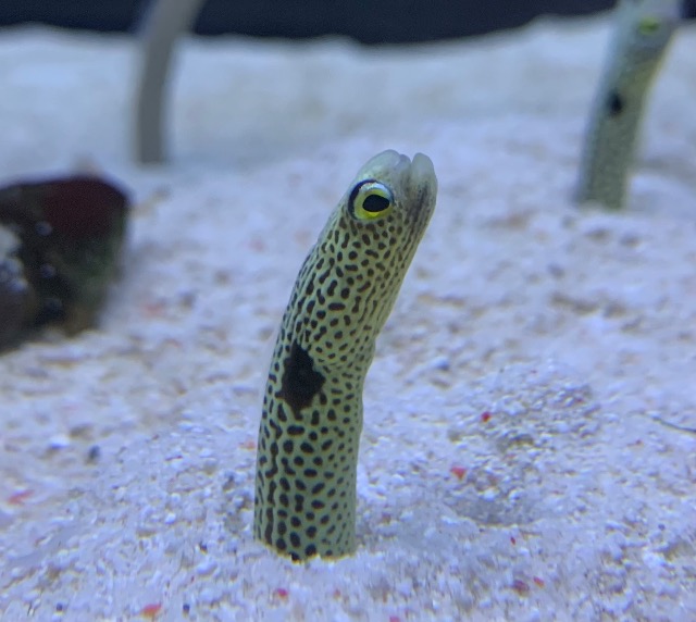 チンアナゴ さま