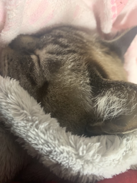 モモカモカママ さま