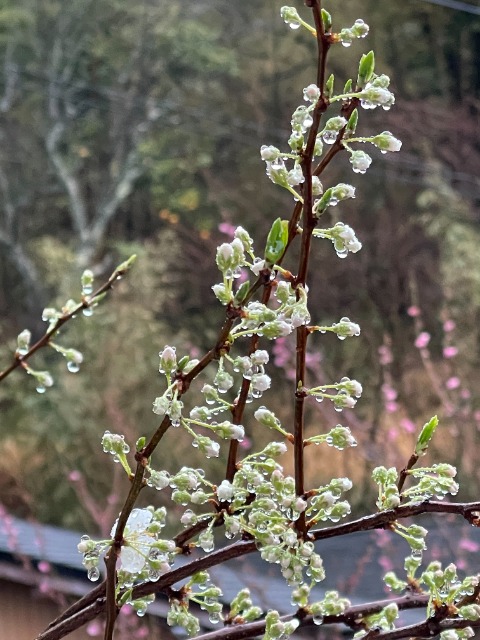 こばちゃん さま