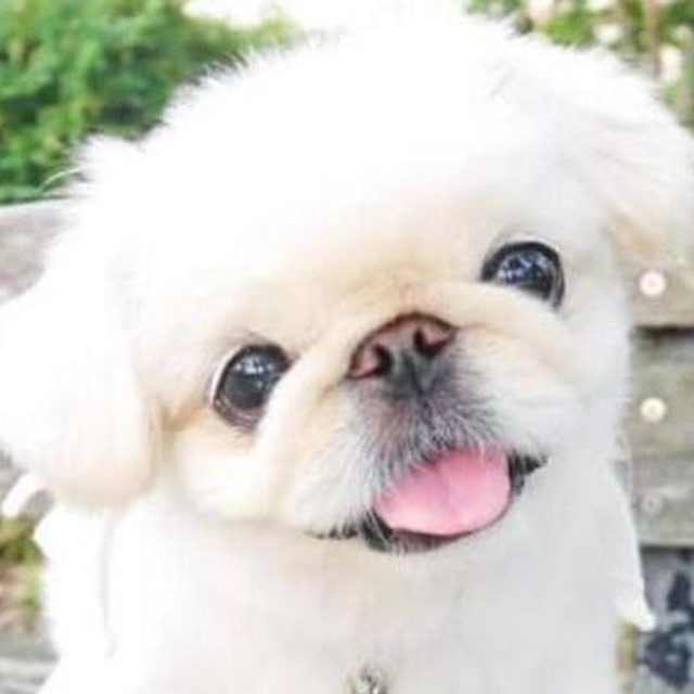 アソビュー！ポケノリ さま