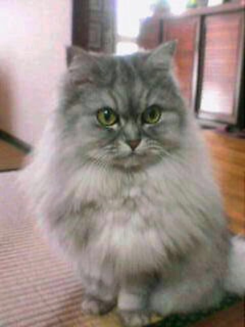 まさにゃん さま