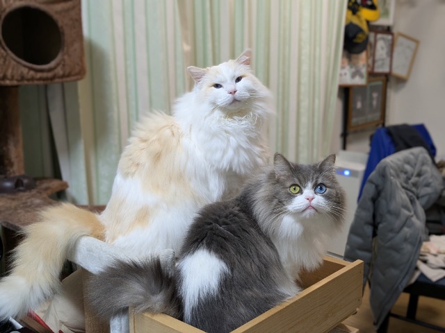 もふもふ双璧 さま