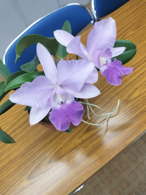 よっちゃん さま