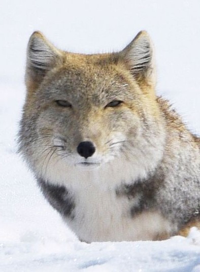 ラッキーいぶりん さま