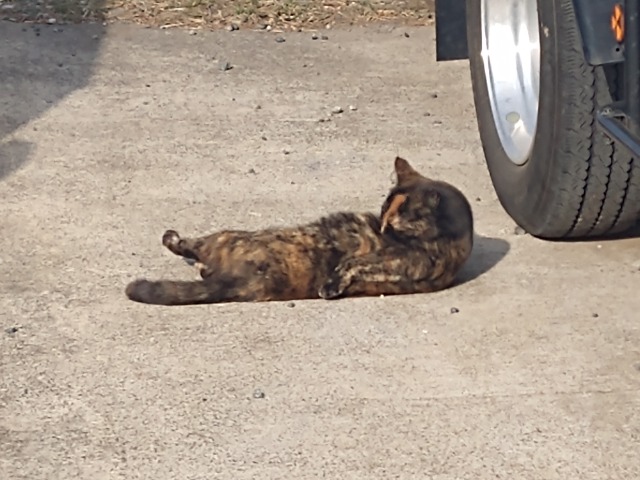 猫じゃらし さま