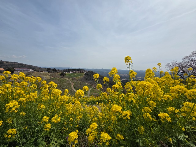 ぶたのぶーさん さま