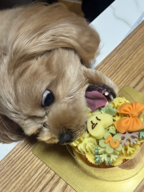 やっちゃん さま