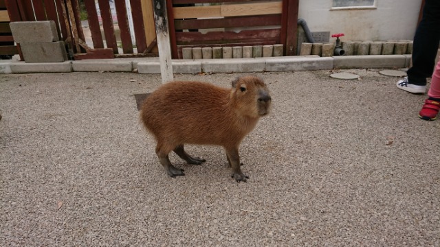 kapikapi さま