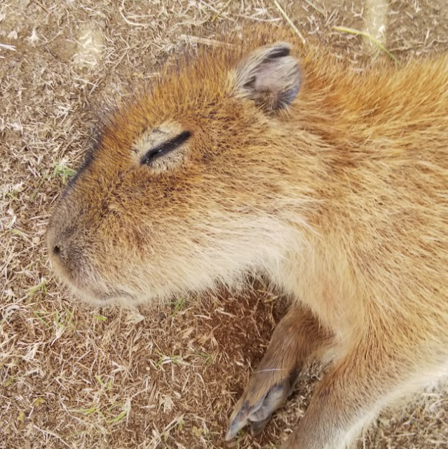 おにてんじくねずみ さま