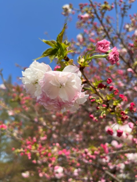 あんちゃん さま