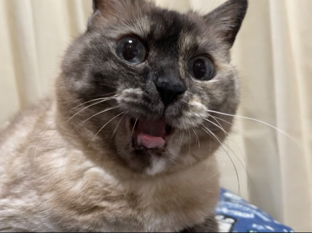 ねこざえもん さま