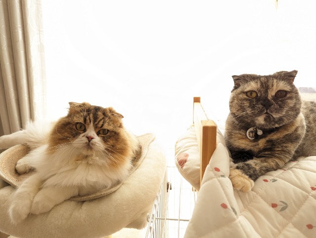 みーちゃん さま