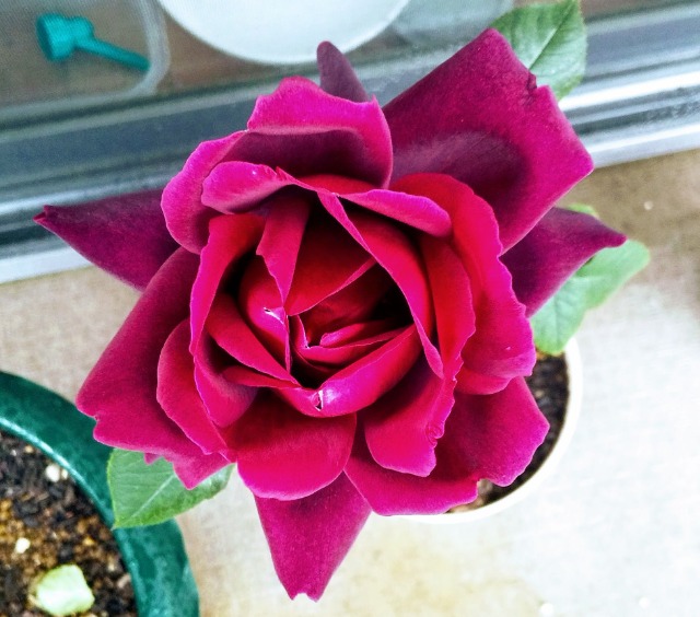 ミツエモン さま