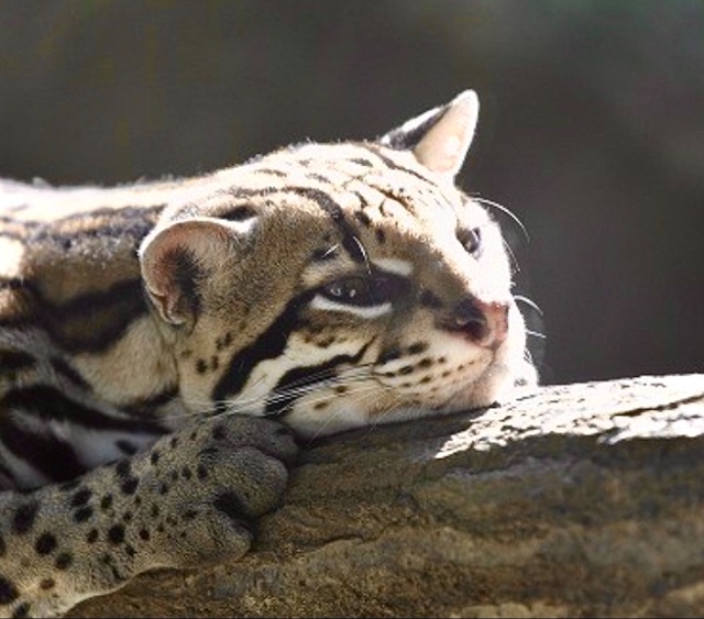 しょごにゃ さま