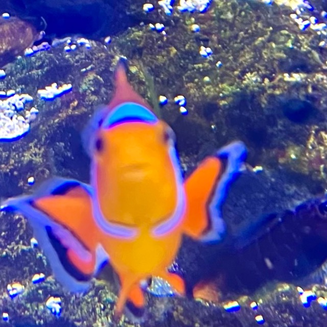 木隹 タ。 さま