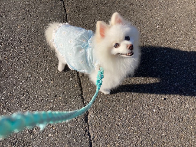 ポメミルク さま