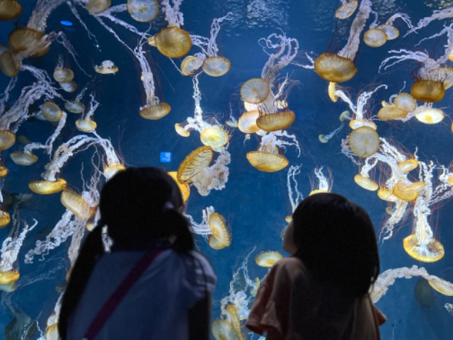 はぁちゃん さま