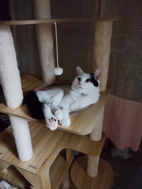 みーちゃん さま