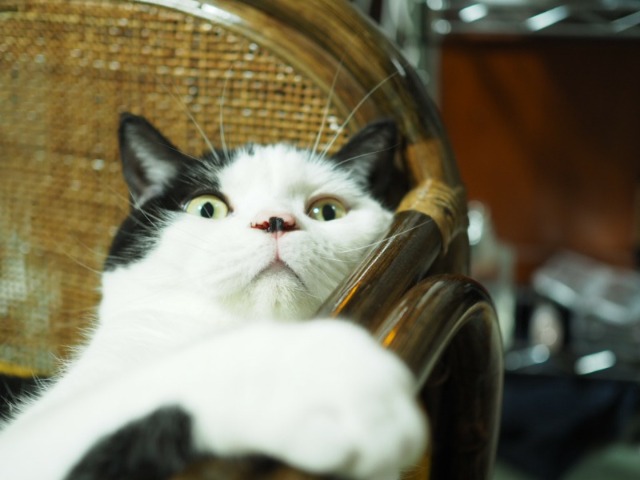 にゃんこくる さま