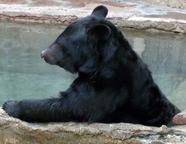 かなあやパパ さま