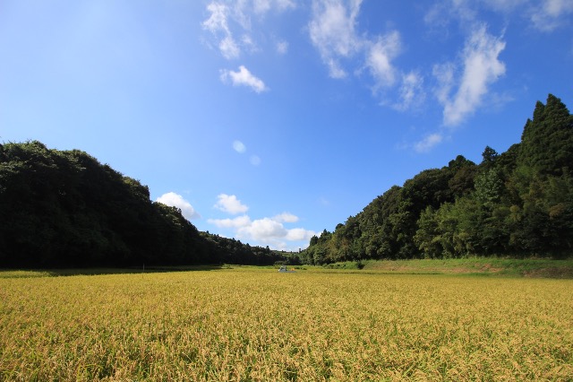 田んぼくん さま