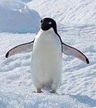 ブラッチョ さま