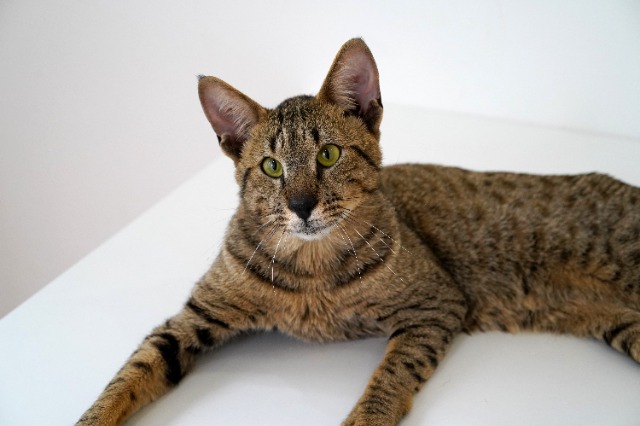 Seigo Kawamura さま