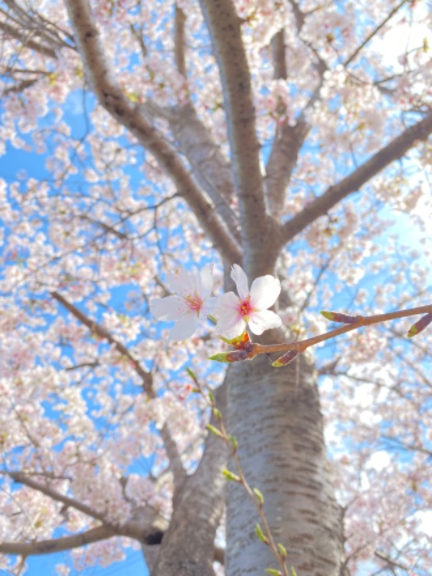 なーな さま