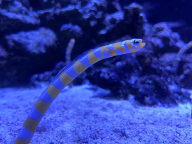 コツブアン さま