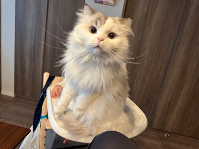 きのこちゃん さま