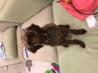 おいなりさん さま