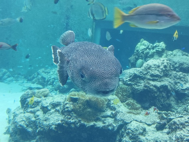 たくそうの母ちゃん さま