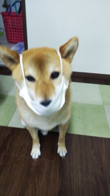 のりうめたろ さま