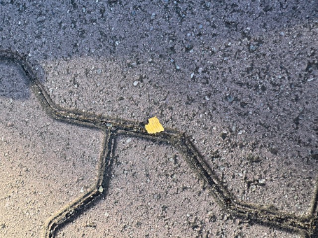 \＼ﾋﾟﾝ ﾎﾟﾝｯ／/ さま