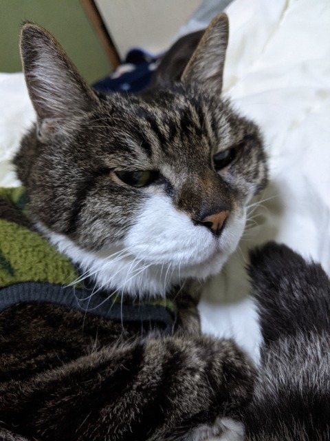 まめちゃん さま