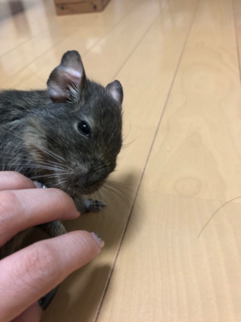 でぐちさん さま