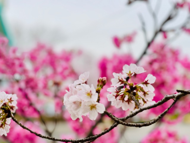 オウカイキョウ さま