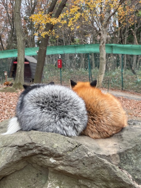 ぽんちゃん さま