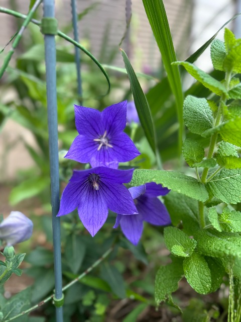 らーちゃん さま