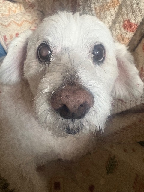 カフェモカ さま