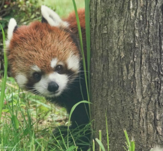 ゆずなつめ さま