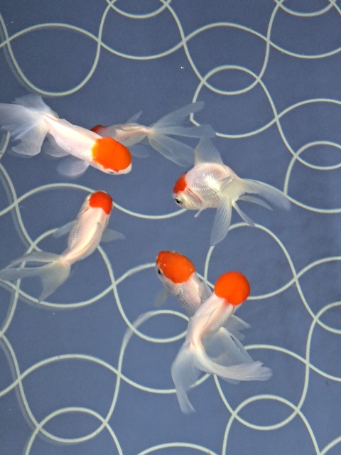 KEIKO さま