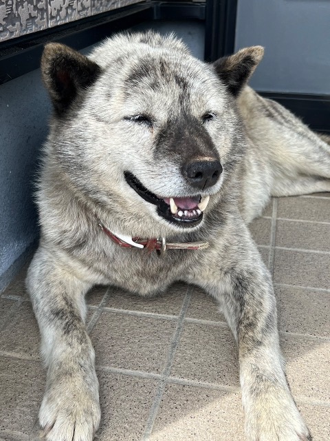 せんべい6214 さま